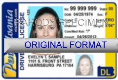 Pennsylvania Fake ID Template Large